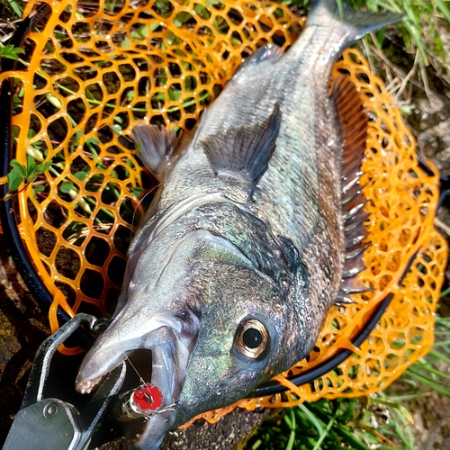 チヌの釣果