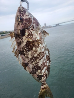 アイゴの釣果