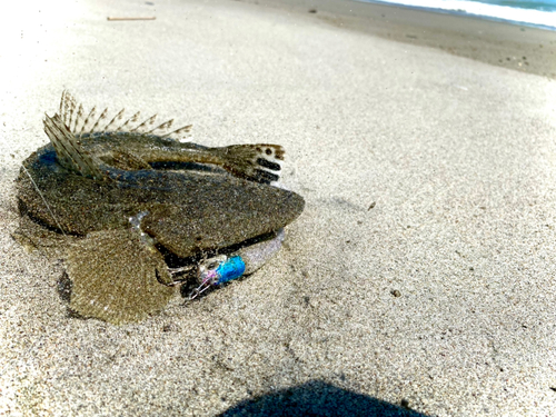 マゴチの釣果