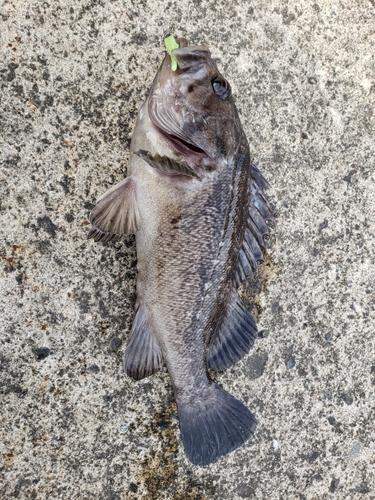 クロソイの釣果