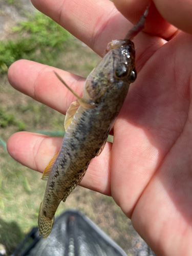 ハゼの釣果