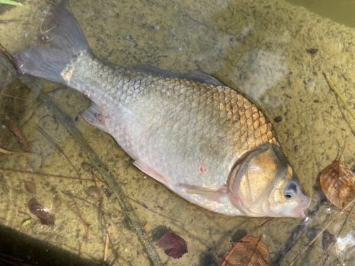 ヘラブナの釣果