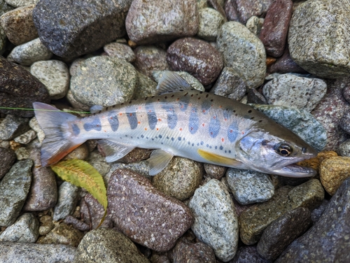 アマゴの釣果