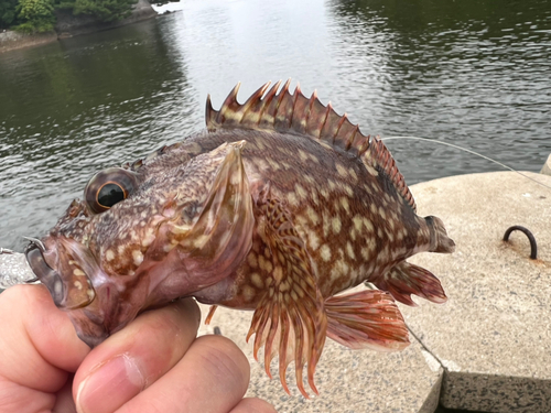 アラカブの釣果