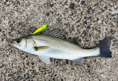 セイゴ（マルスズキ）の釣果