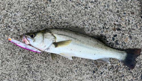 セイゴ（マルスズキ）の釣果