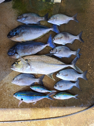 イスズミの釣果