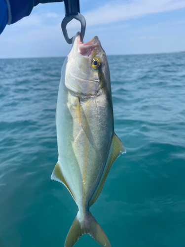 ショゴの釣果