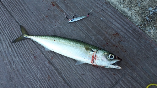 サバの釣果