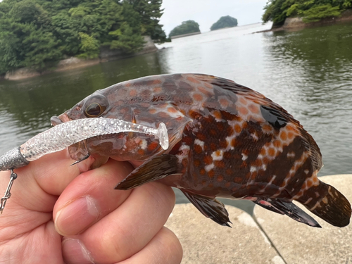 アコウの釣果