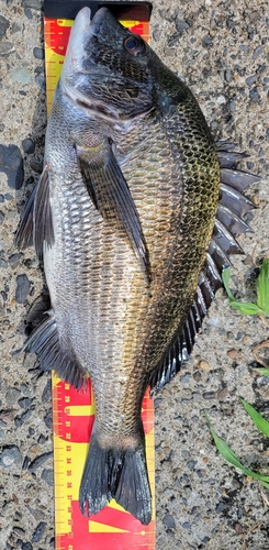 クロダイの釣果