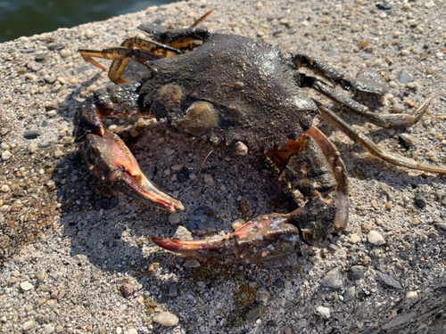 ワタリガニの釣果