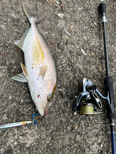 ショゴの釣果