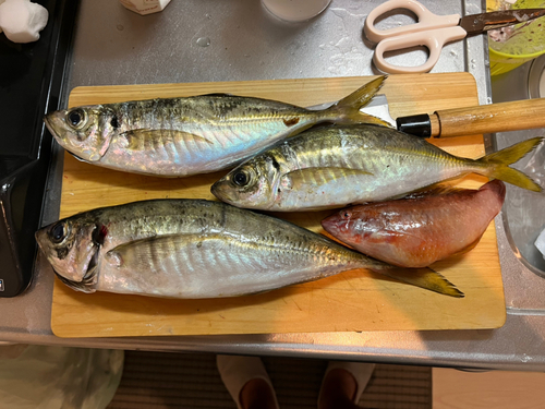 アジの釣果