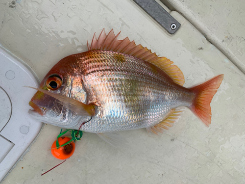 レンコダイの釣果