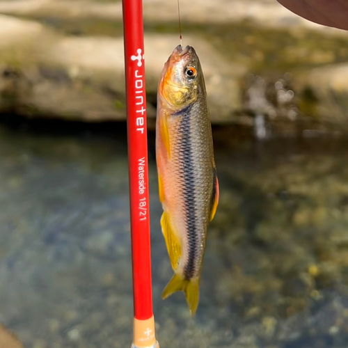 カワムツの釣果