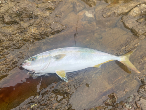 ツバスの釣果