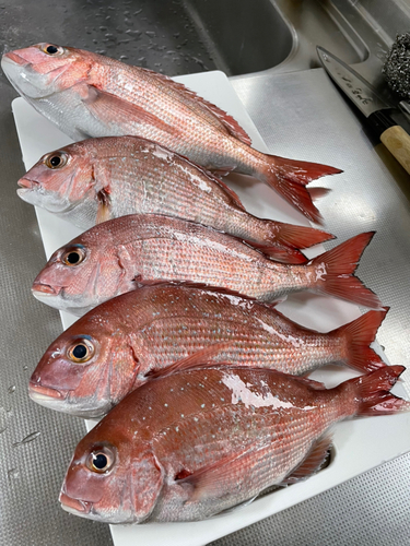 マダイの釣果