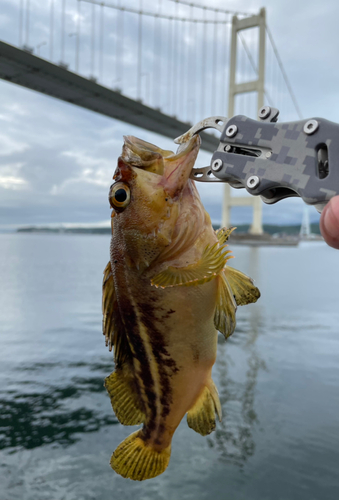 シマゾイの釣果