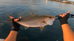 ショゴの釣果