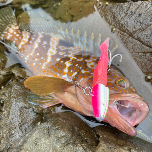 キジハタの釣果