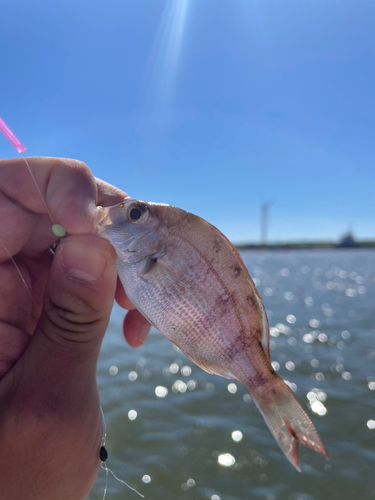 タイの釣果