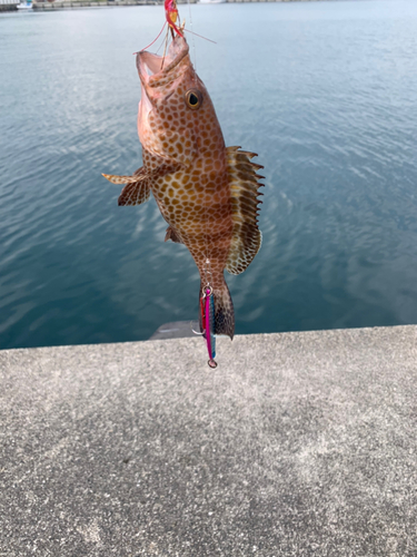 オオモンハタの釣果