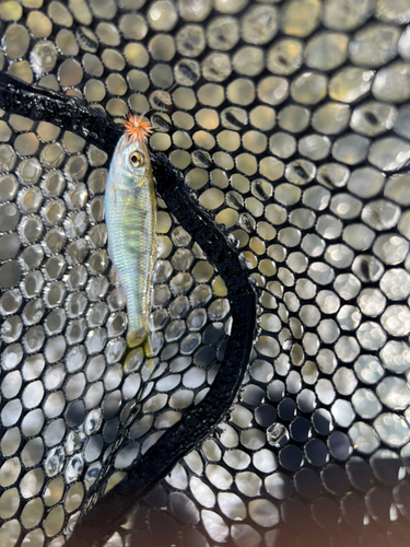 オイカワの釣果