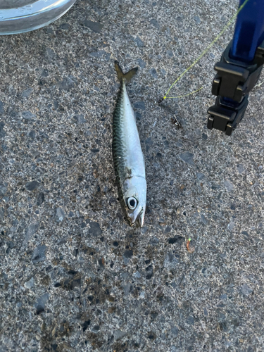 サバの釣果