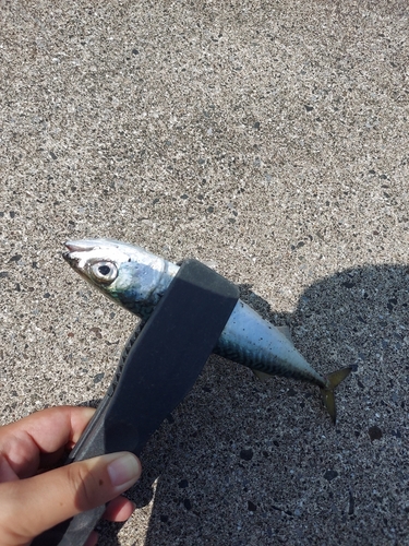 サバの釣果