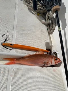 ハマダイの釣果