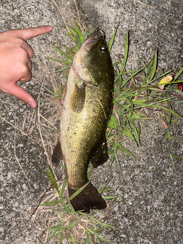 ブラックバスの釣果