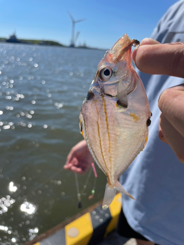 ヒイラギの釣果