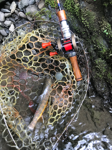 オショロコマの釣果