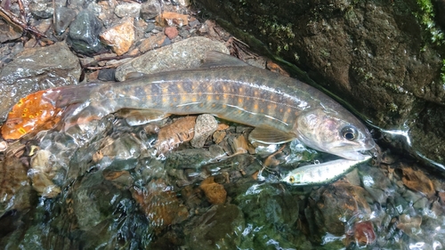 ヤマトイワナの釣果