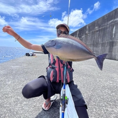 テングハギモドキの釣果