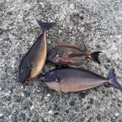 テングハギモドキの釣果