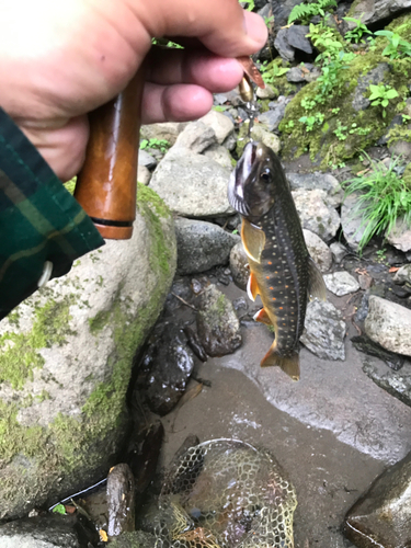 オショロコマの釣果