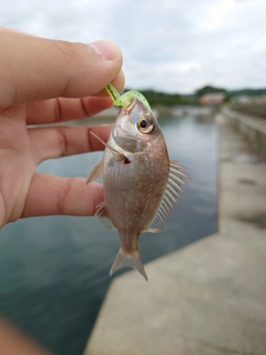 タイの釣果