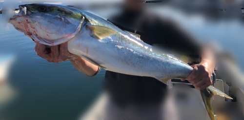 ブリの釣果