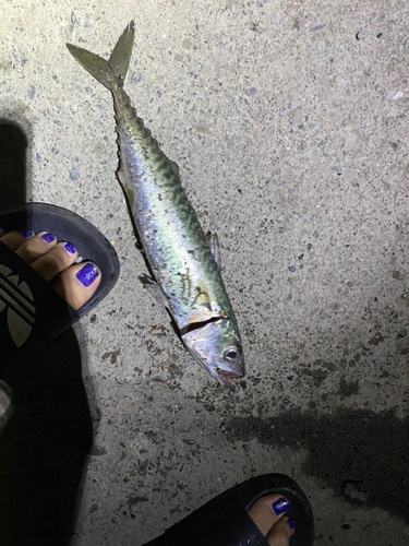 サバの釣果