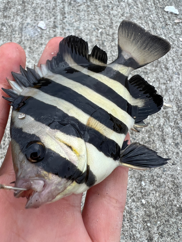 イシダイの釣果