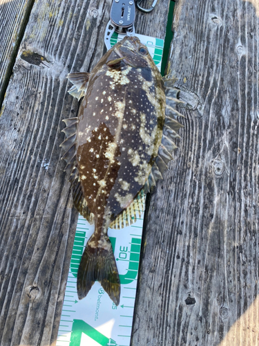 アイゴの釣果