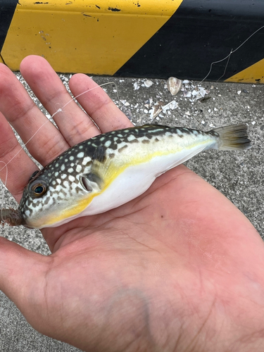 ショウサイフグの釣果