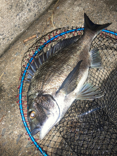 チヌの釣果