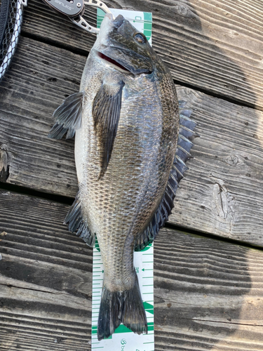 チヌの釣果