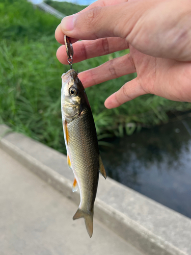 ウグイの釣果