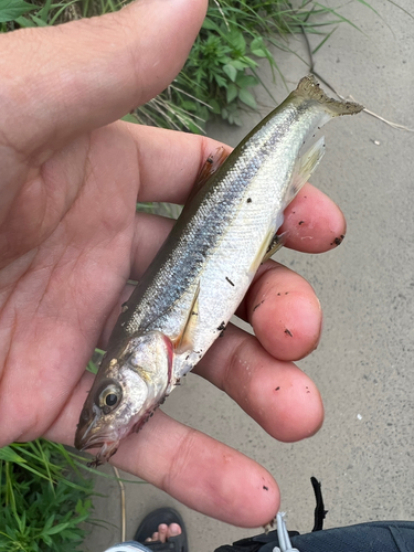 アブラハヤの釣果