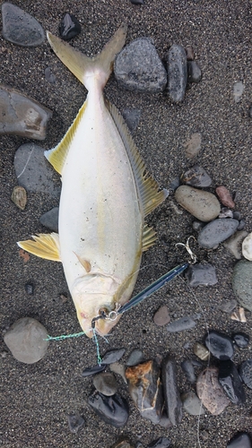 ショゴの釣果