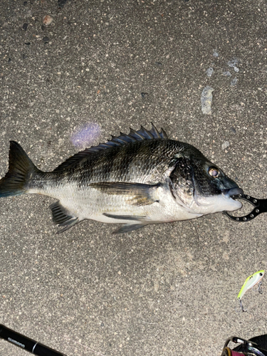 クロダイの釣果